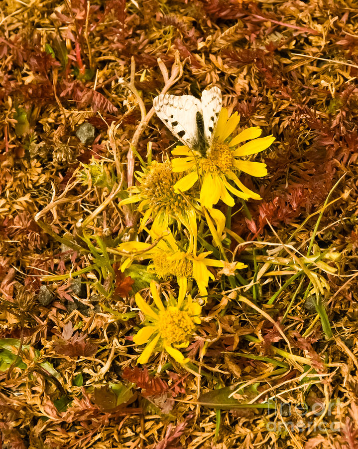 Butterfly and Sunflower on Delicate Tundra Photograph by Harry Strharsky