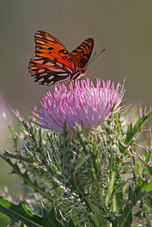 Butterfly and Thistle Photograph by Juergen Roth
