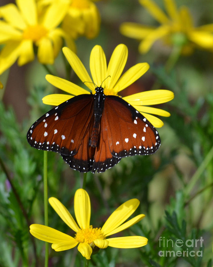 Butterfly Photograph - Butterfly and yellow flowers by Rebecca Margraf