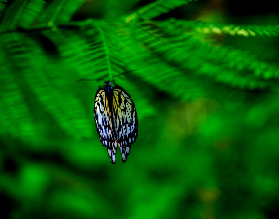 Butterfly Photograph by Prince Andre Faubert