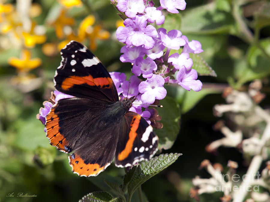 Butterfly Photograph by Arik Baltinester