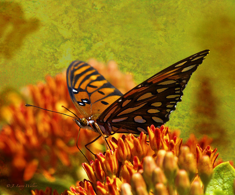 Butterfly At Ease Digital Art by J Larry Walker