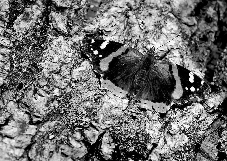 Butterfly Bark Black and White Photograph by LeeAnn McLaneGoetz McLaneGoetzStudioLLCcom