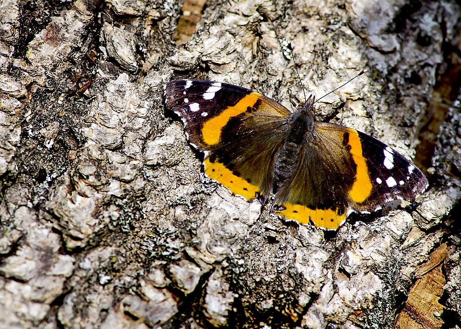 Butterfly Bark Photograph by LeeAnn McLaneGoetz McLaneGoetzStudioLLCcom