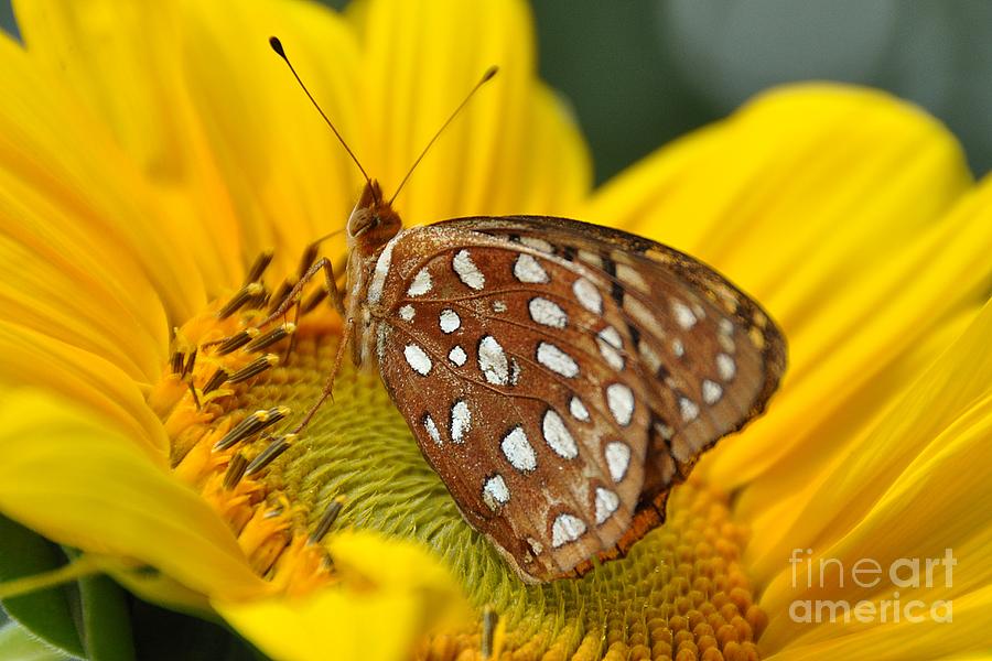 Butterfly Beauty Photograph by Cheryl Baxter