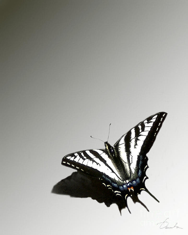 Butterfly Beauty Photograph by Danuta Bennett