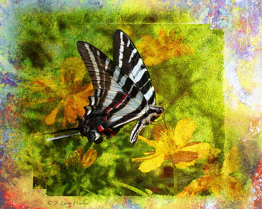 Butterfly Beauty Photograph by J Larry Walker
