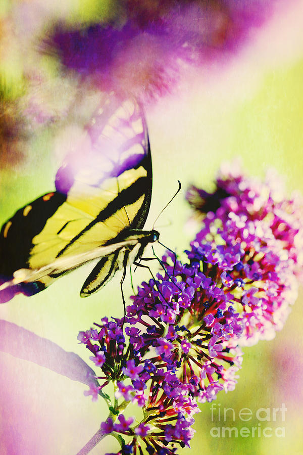 Butterfly Photograph - Butterfly Beauty by Kim Fearheiley
