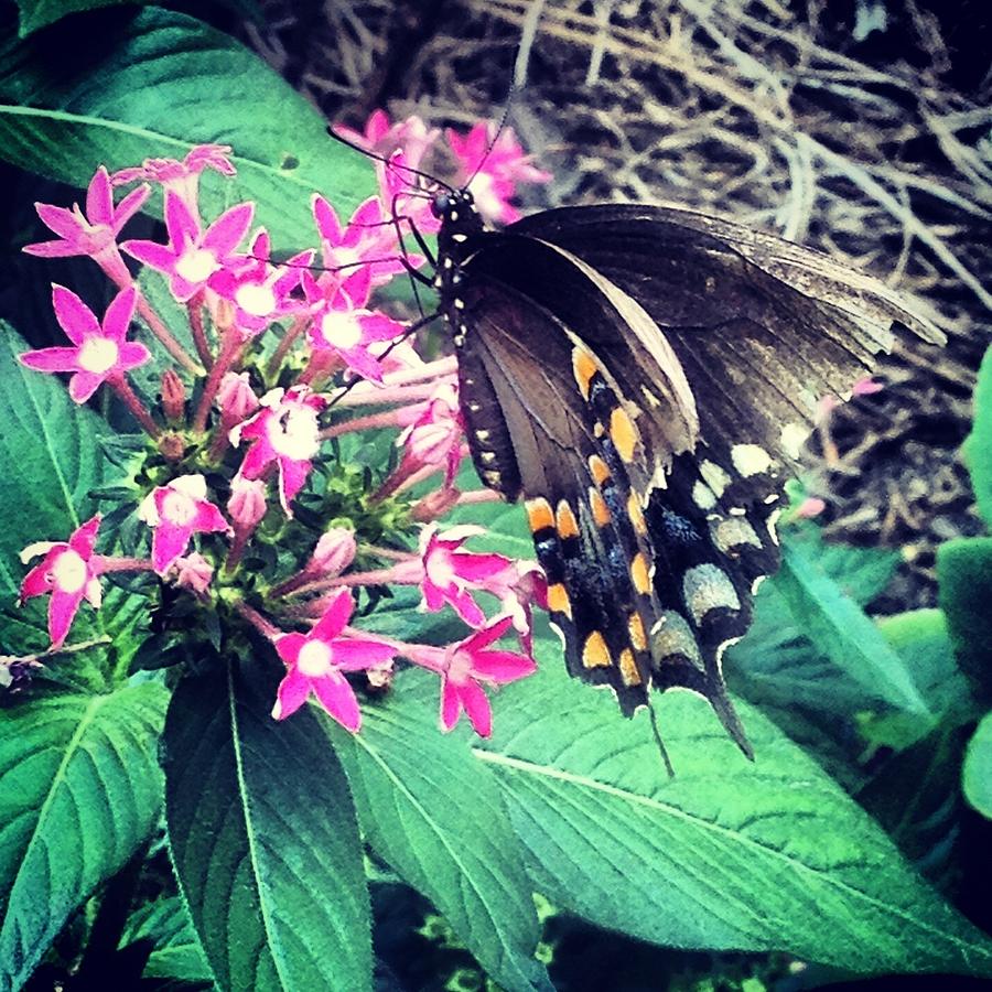 Butterfly Beauty Photograph by Lora Mercado
