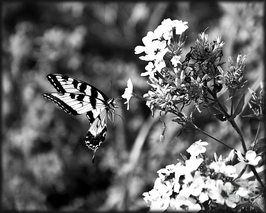 Butterfly Black and White Photograph by Karl Voss - Fine Art America