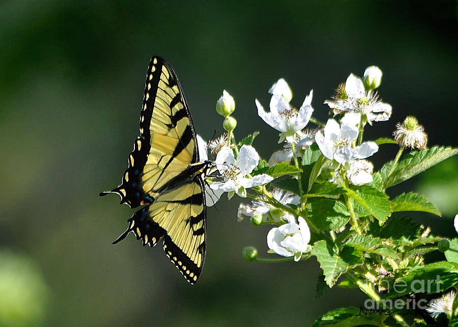 Butterfly Blackberry Vine Photograph by Nava Thompson