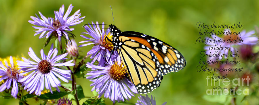 Butterfly Blessing Photograph by Diane E Berry