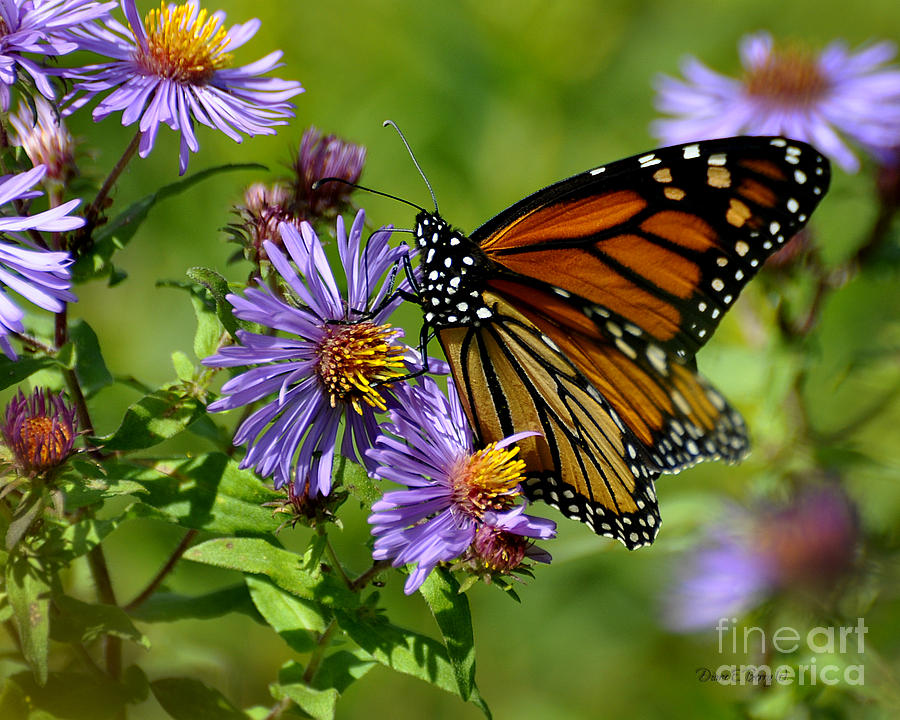 Butterfly Bonanza Photograph by Diane E Berry