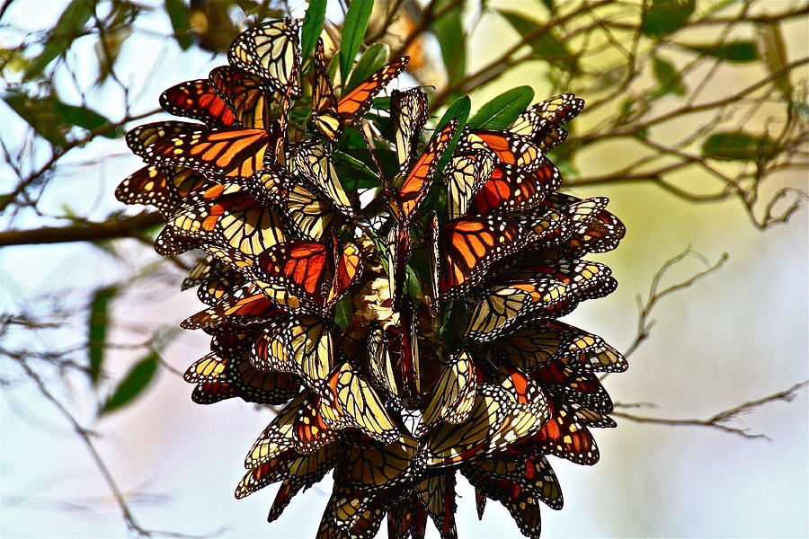 Butterfly Bouquet Photograph by Diana Hatcher