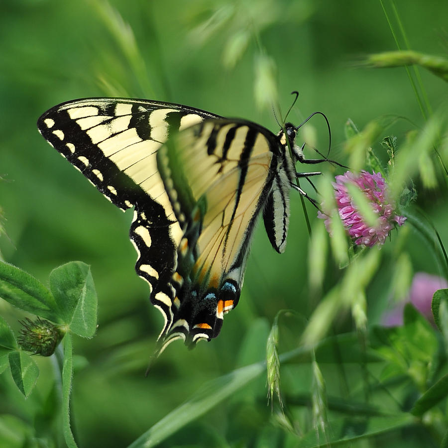Butterfly Photograph - Butterfly by Brian Mollenkopf Butterfly Photograph - Butterfly by Brian Mollenkopf