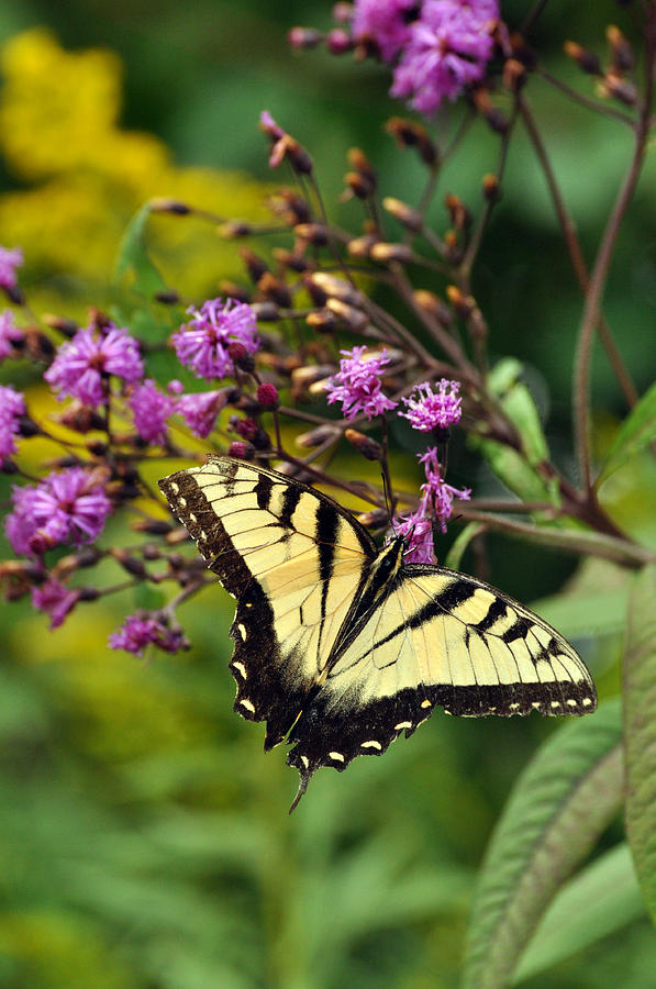 Butterfly Brunch Photograph by Larry Hutson Jr - Fine Art America