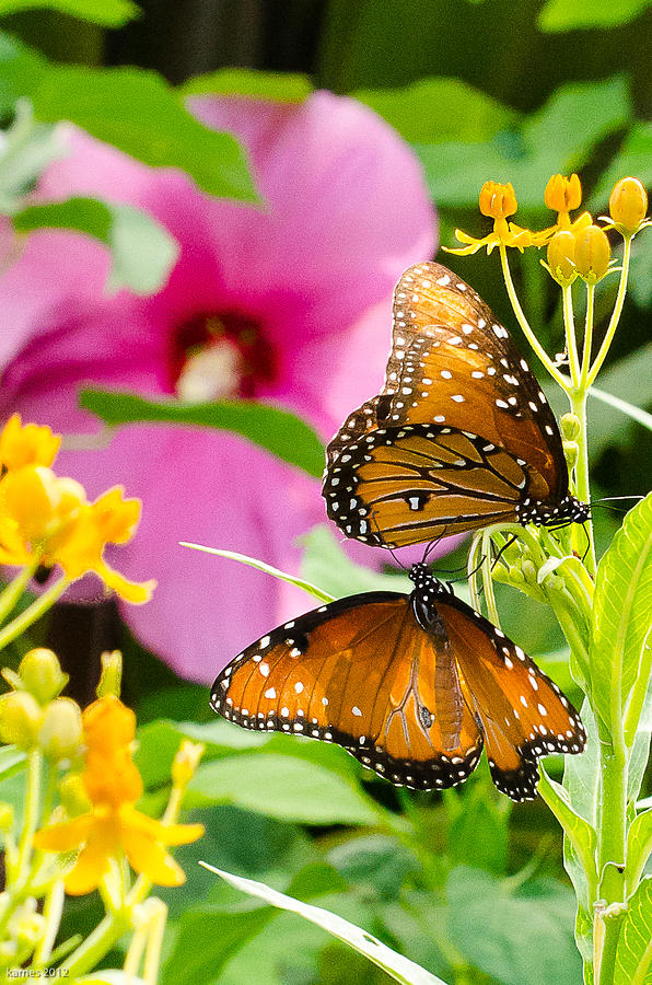 Butterfly Buddies Photograph by Debbie Karnes