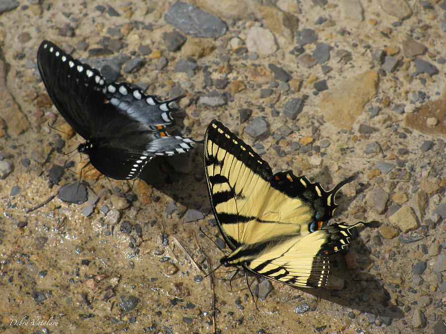 Butterfly Buddies Photograph by Debra     Vatalaro