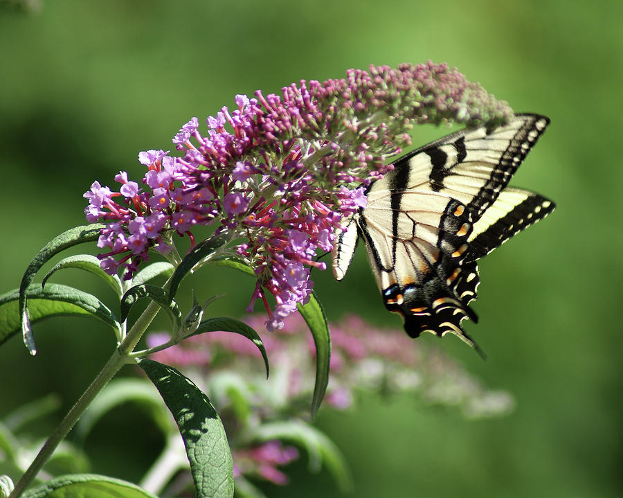 Butterfly Bush and Butterfly Wings Photograph by Margie Avellino