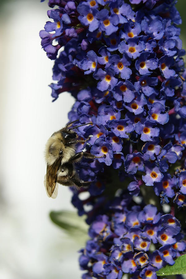 Bee Photograph - Butterfly Bush by Heidi Poulin Bee Photograph - Butterfly Bush by Heidi Poulin