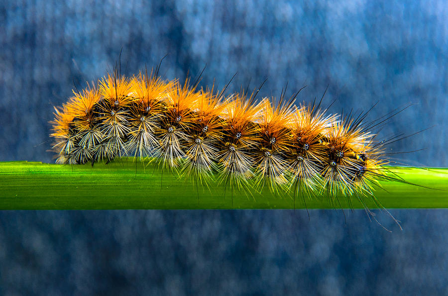 Butterfly Caterpillar Larva On The Stem Photograph by Michael Goyberg