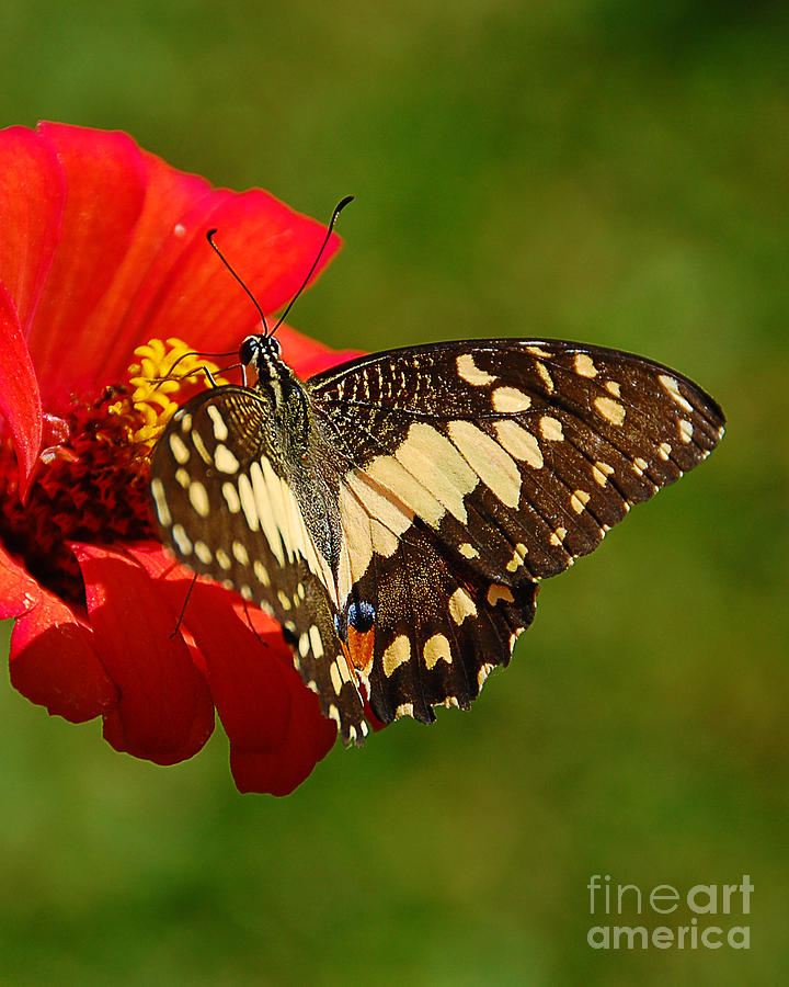 Butterfly Photograph by Charuhas Images