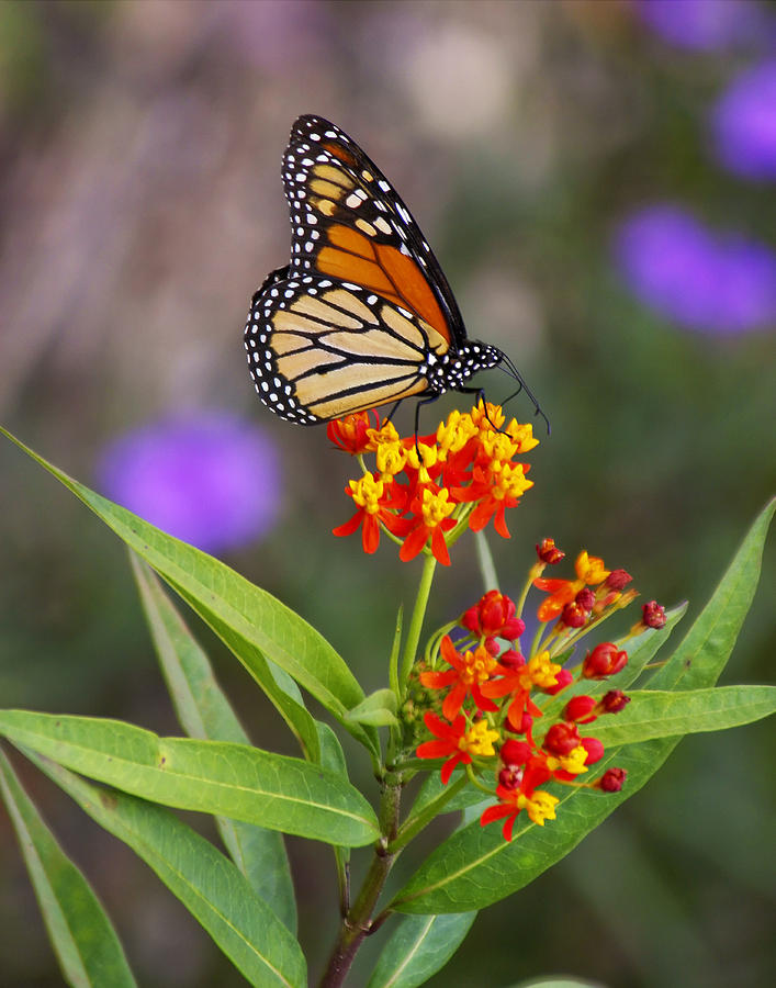 Butterfly Closeup Photograph by Joe Myeress