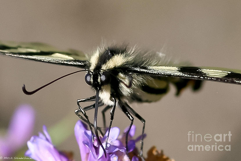 Butterfly Photograph - Butterfly Closeup by Mitch Shindelbower