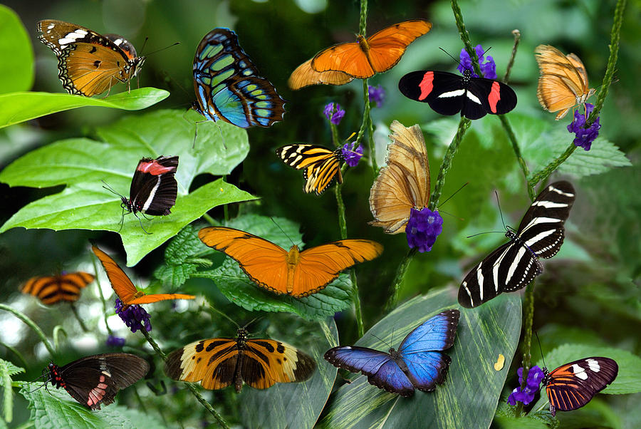 Butterfly Collage by Cabral Stock