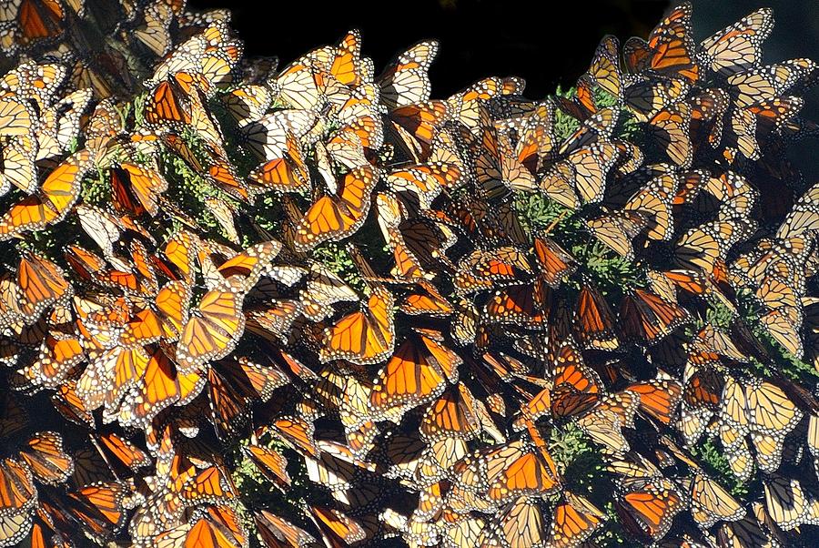 Butterfly Convention Photograph by Alan Hart