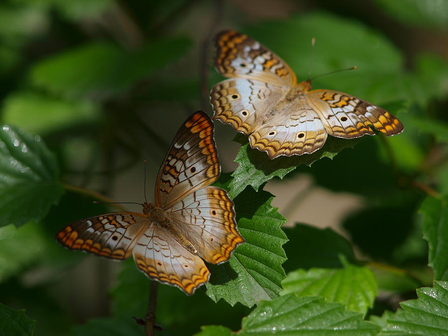 Butterfly couple Photograph by Paul Ge