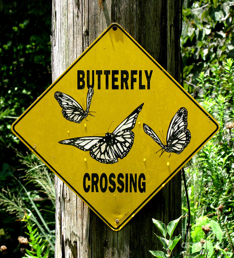 Butterfly Crossing Photograph by Donna Brown