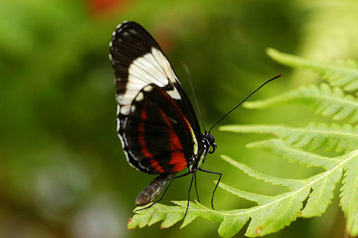 Butterfly Photograph - Butterfly by Curtis Brackett