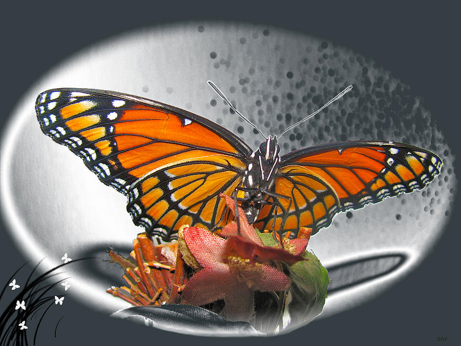 Butterfly Designer Collection Photograph by Debra     Vatalaro