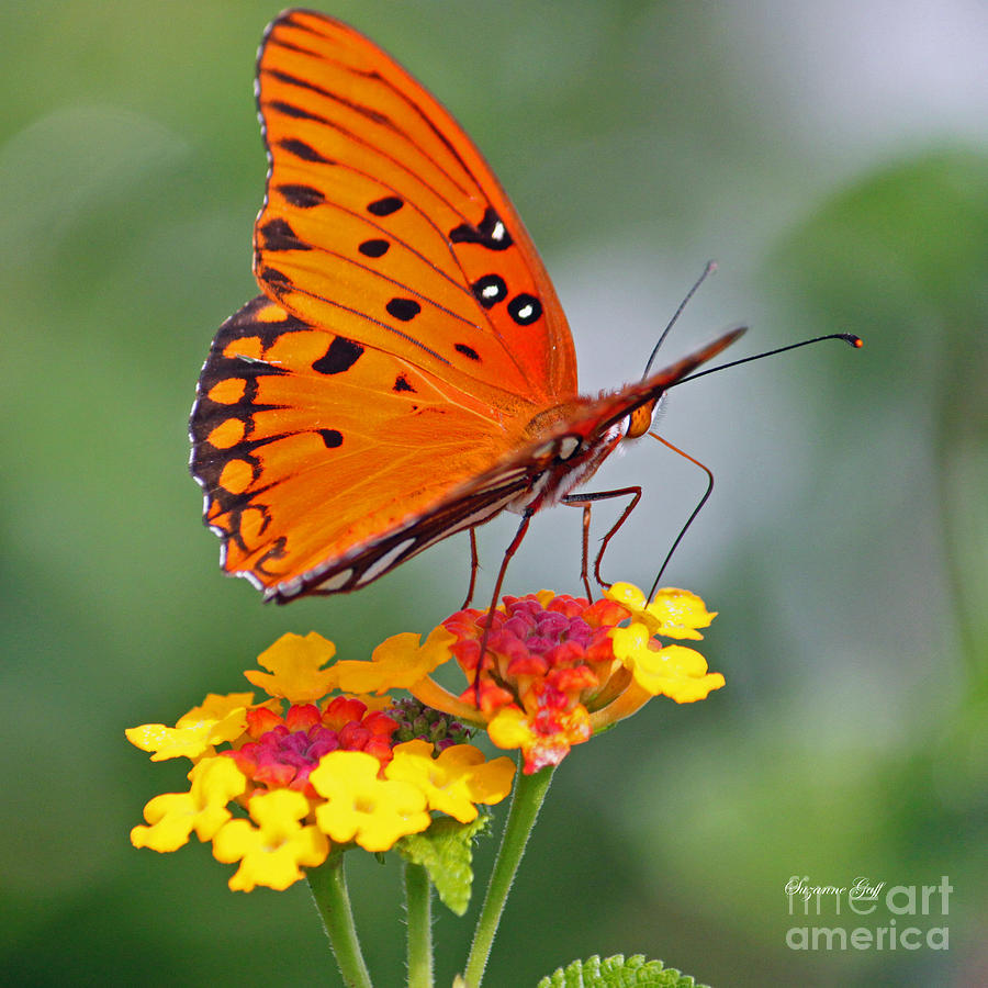 Butterfly Diaries Photograph by Suzanne Gaff