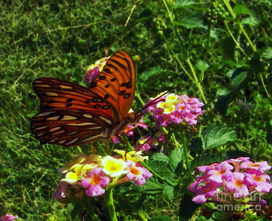 Butterfly dream Photograph by Thomas Germain Fine Art America