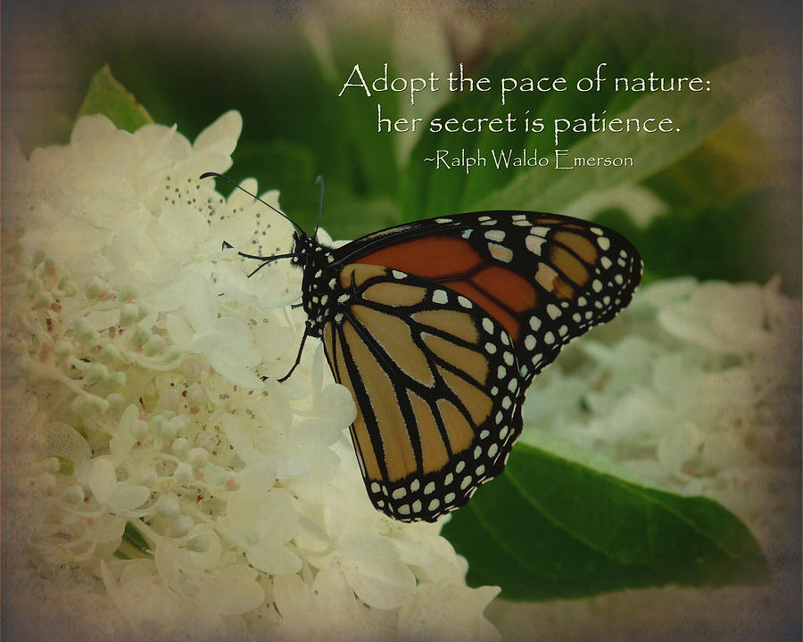 Butterfly Dreams Inspirational Photograph by Terry Eve Tanner