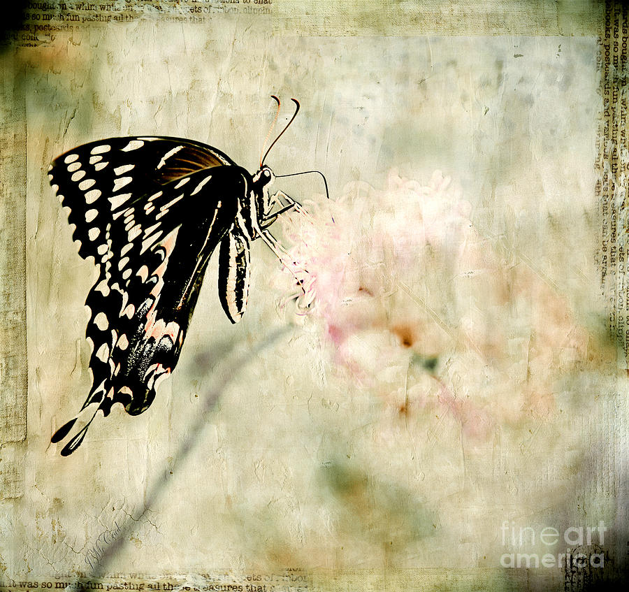 Butterfly Dreams Photograph by Joan McCool - Fine Art America
