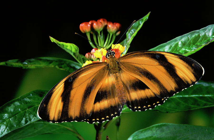 Butterfly Dryadula Heliconius Feeding Photograph by Michael & Patricia Fogden