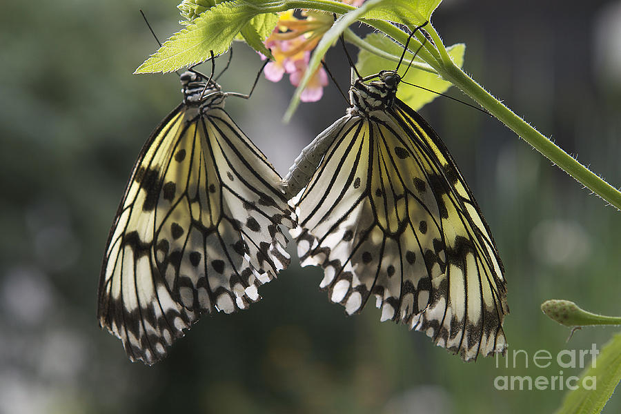 Butterfly Photograph - Butterfly duo by Eunice Gibb