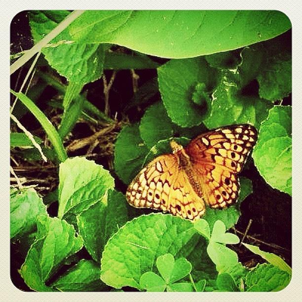 Butterfly Photograph - #butterfly #earlybird #earlybirdlove by Robyn Montella