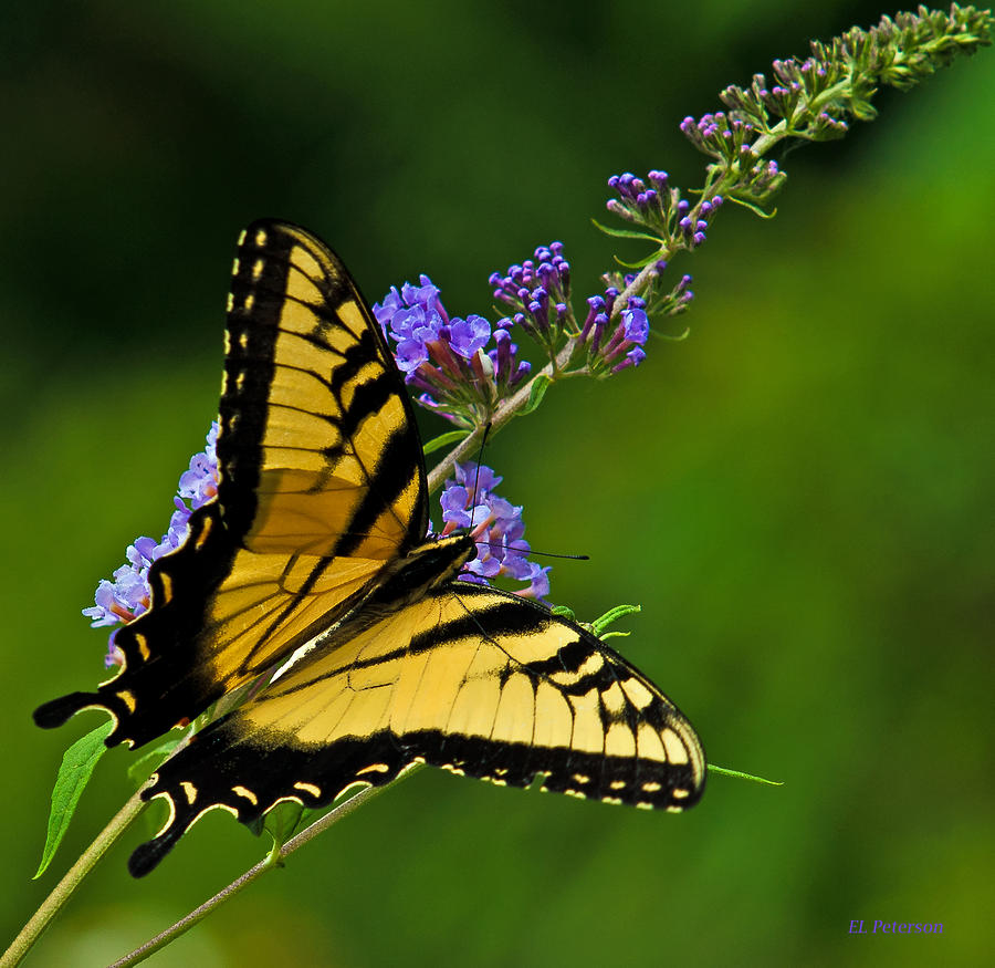 Butterfly Photograph by Ed Peterson