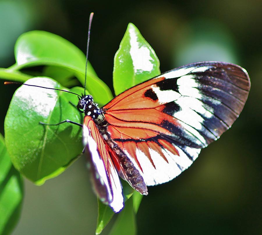 Butterfly Photograph by Erika Arango - Fine Art America