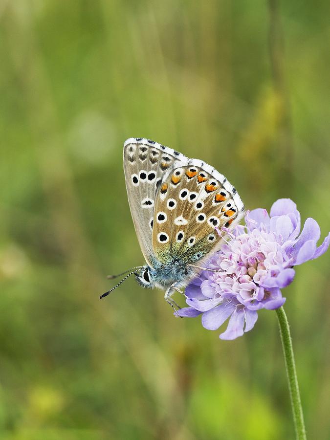 Insects Photograph - Butterfly Feeding On Small Scabious by Adrian Bicker