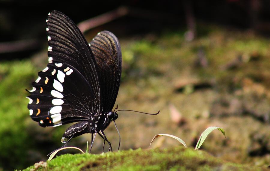 Butterfly Feeding  Photograph by Ramabhadran Thirupattur