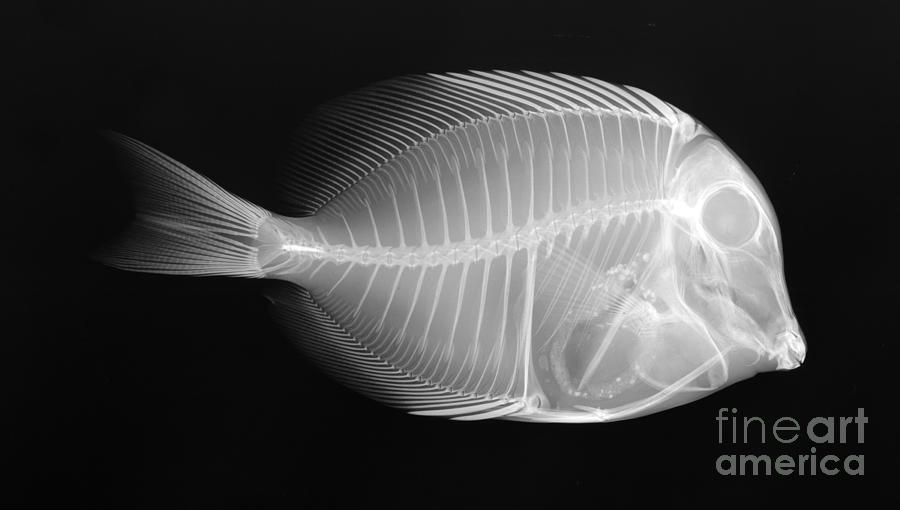 Butterfly Fish X-ray Photograph by Ted Kinsman