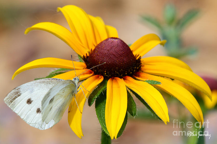 Butterfly  Flower Photograph by Steve Javorsky