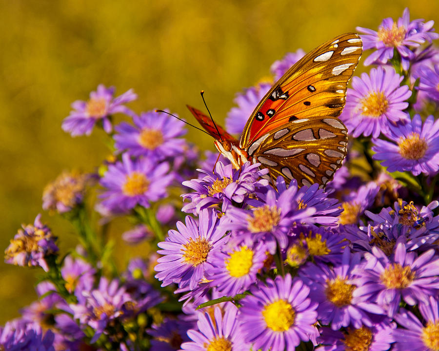 Butterfly Photograph by Francis Trudeau