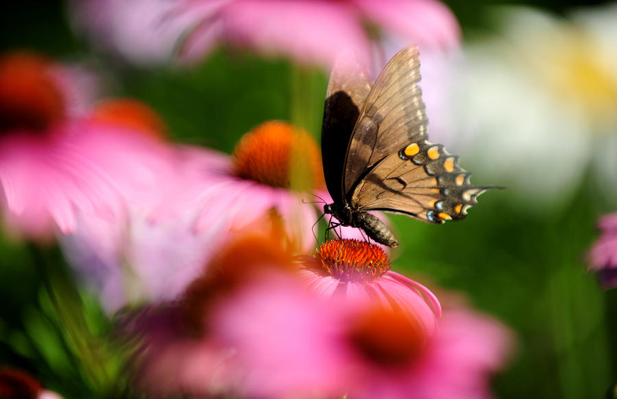 Butterfly Photograph - Butterfly by Frank DiGiovanni