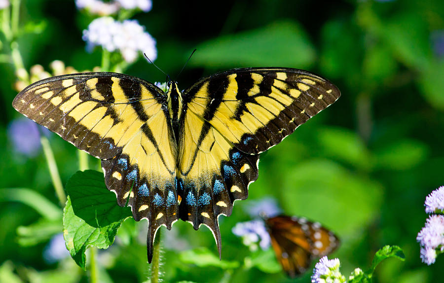 Butterfly Garden Photograph by Mark Andrew Thomas